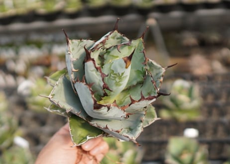 Agave titanota 'black and blue'　カキ子　No.4