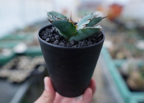 アガベ　チタノタ　 ブラックアンドブルー 　Agave titanota black and blue　No.12