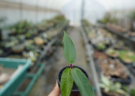 ペトペンチア　ナタレンシス　Petopentia natalensis  No.2