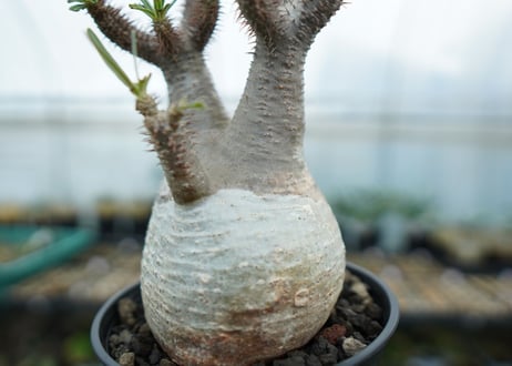 パキポディウム　グラキリス　 Pachypodium Gracilius  No.5