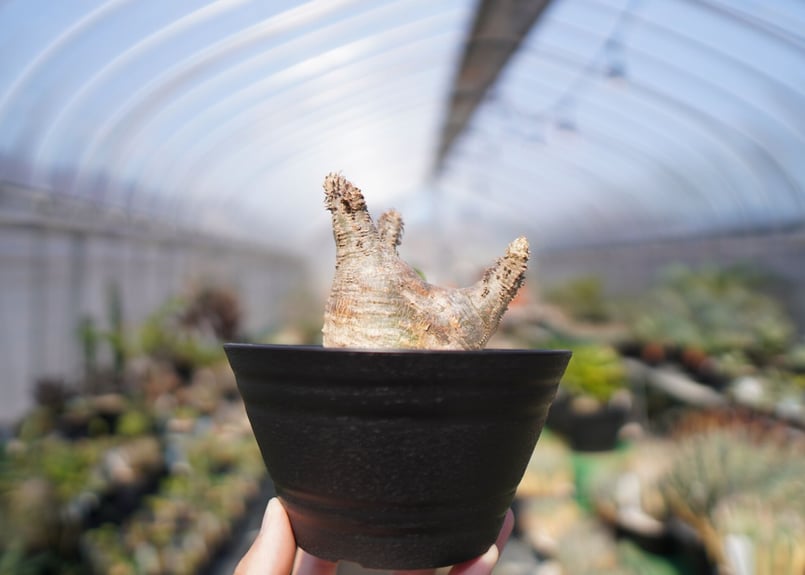 パキポディウム マカイエンセ Pachypodium makayense No.2 | man