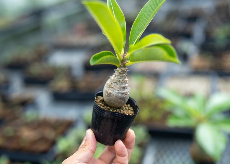 パキポディウム ウィンゾリー 沖縄実生 | mana's farm:塊根植物