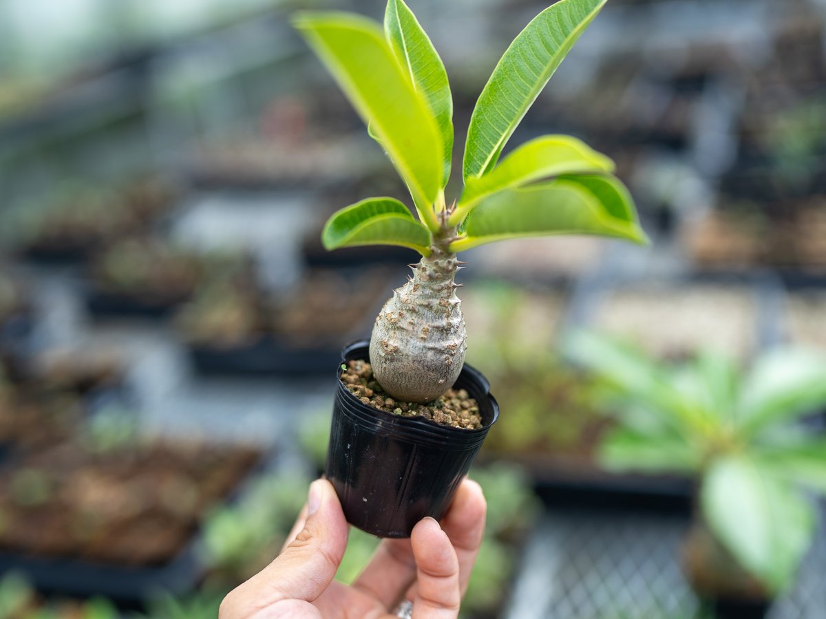 パキポディウム ウィンゾリー 沖縄実生 | mana's farm:塊根植物