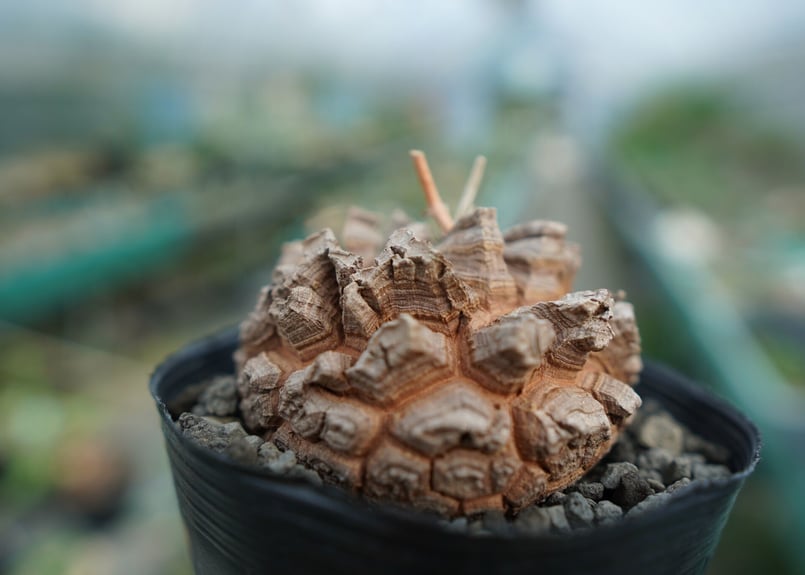 長谷川園芸産】亀甲竜 Dioscorea elephantipes No.3 | mana'