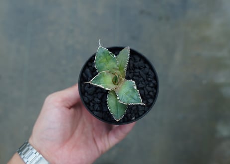 アガベ　チタノタ　MR01　agave titanota MR01