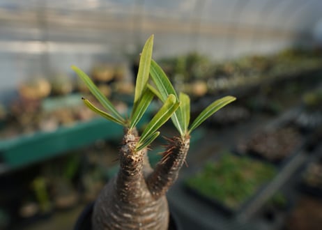 パキポディウム　グラキリス　 Pachypodium Gracilius  No.4