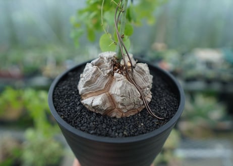 亀甲竜　Dioscorea elephantipes　No.1