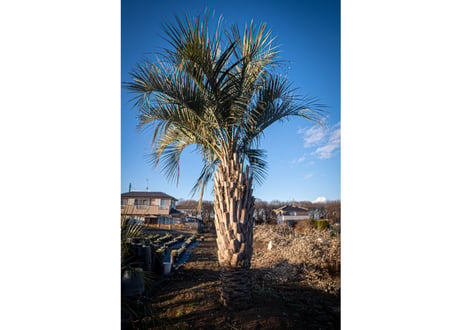 ココスヤシ　Butia capitata No.9