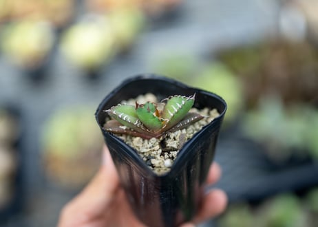 アガベ　オテロイ　沖縄実生