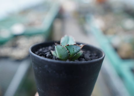 アガベ　チタノタ　 ブラックアンドブルー 　Agave titanota black and blue　No.8