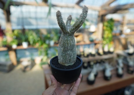 【未発根】パキポディウム　グラキリス　 Pachypodium Gracilius  No.8