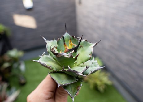 Agave ハデス 黒獄 Ｂ NO.1
