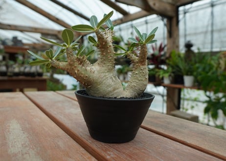 パキポディウム　デンシフローラム Pachypodium densiflorum   No.2