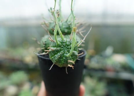 ユーフォルビア　バリダ　Euphorbia valida　No.9