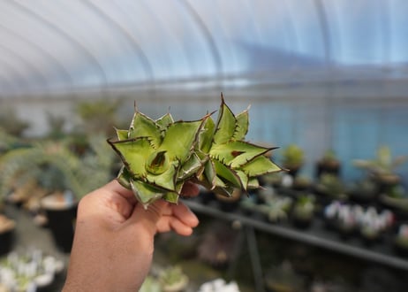 agave titanota 剣竜　No.2