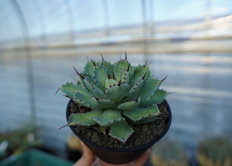 吉祥冠 中斑 Agave potatorum | mana's farm:塊根植物・アガベ・ド