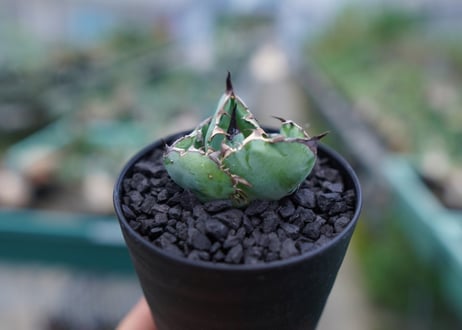 アガベ　チタノタ　 ブラックアンドブルー 　Agave titanota black and blue　No.3