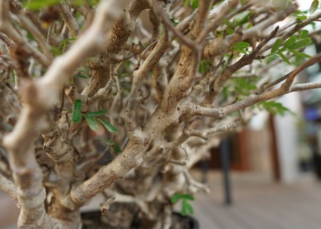 センナ　メリディオナリス　Senna meridionalis　No.3