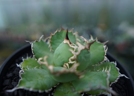 アガベ　チタノタ　フィリグリー　agave titanota filigree　No.1