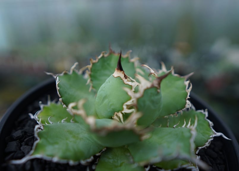 アガベ チタノタ フィリグリー agave titanota filigree No.1 |