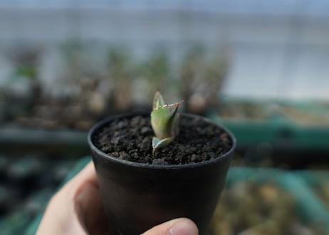 アガベ　チタノタ　白鯨　Agave titanota White whale　 A18