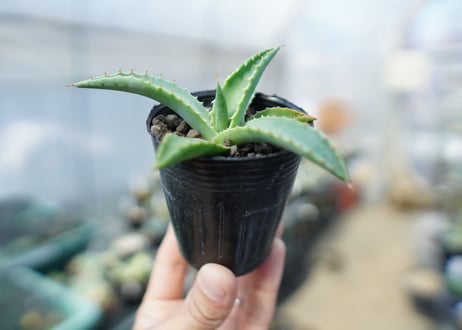 アガベ　パリー　Agave parryi　No.3