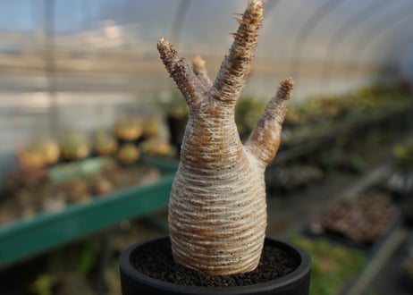 パキポディウム　グラキリス　 Pachypodium Gracilius  No.8