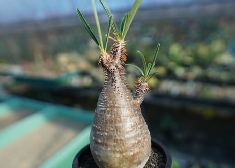 パキポディウム　グラキリス　 Pachypodium Gracilius  No.7