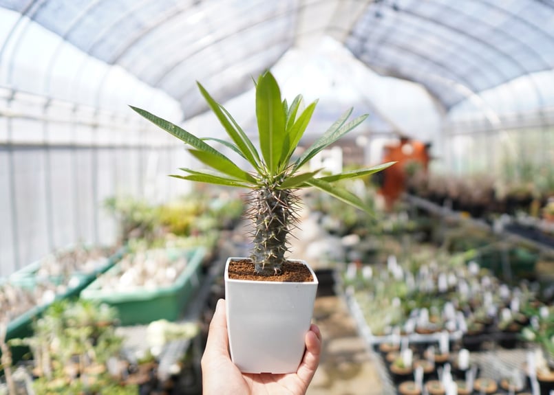 パキポディウム フィヘレネンセ | mana's farm:塊根植物・アガベ