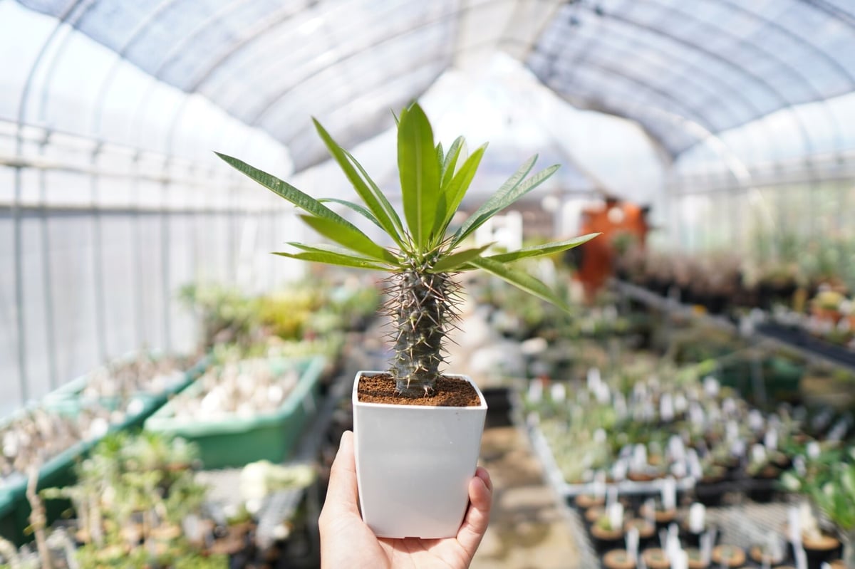 パキポディウム・フィヘレネンセ c2162a78dba5a37eca7abee0e98556