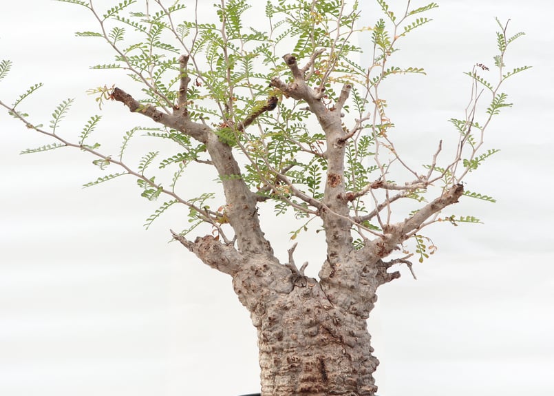 オペルクリカリア パキプス 塊根植物 オペルクリカリア・パキプス専用】自社で使用している育成用土を公式