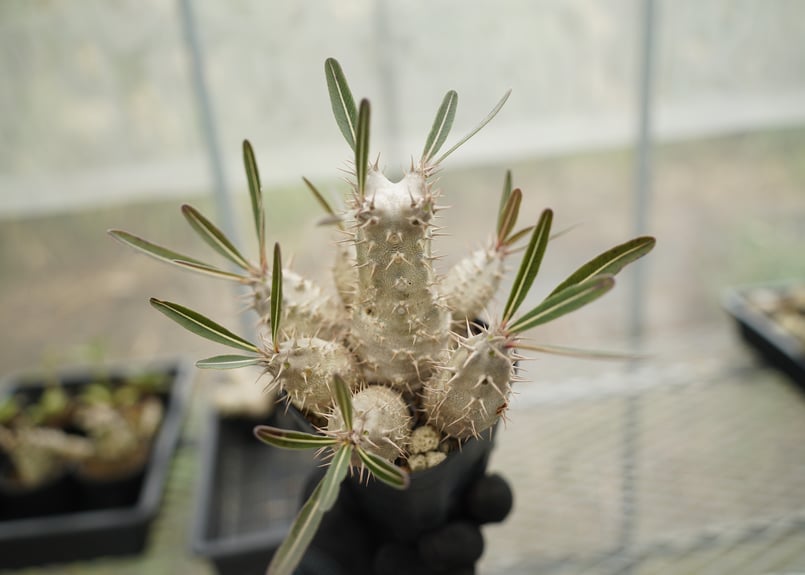 パキポディウム カクチペス 沖縄実生 | mana's farm:塊根植物・アガベ