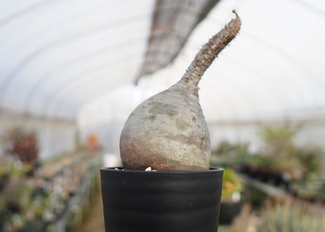 パキポディウム　グラキリス　 Pachypodium Gracilius