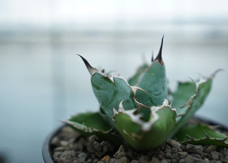 アガベ　チタノタ　 ブラックアンドブルー 　Agave titanota black and blue No.2