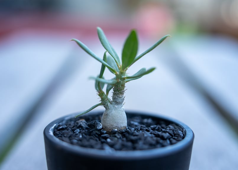 パキポディウム ビスピノーサム 沖縄実生 | mana's farm:塊根植物