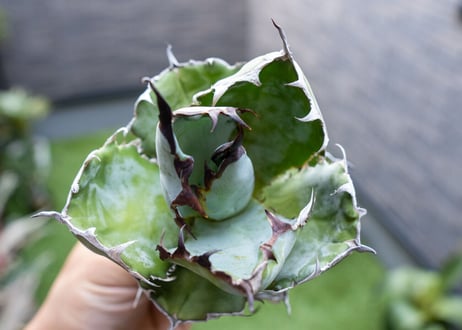 Agave B&B  №5