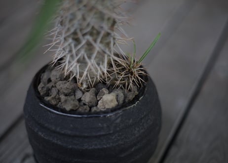 パキポディウム   ラメリー Pachypodium lamerei
