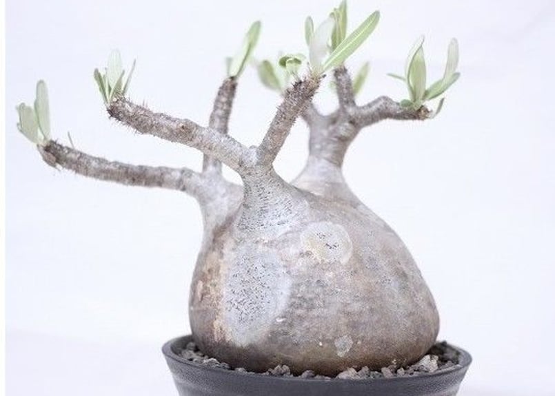 Pachypodium Gracilius パキポディウム グラキリス №8 扁平 短枝
