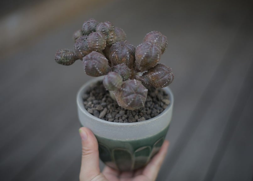 オベサブロウ Euphorbia Obesablow | mana's farm:塊根植物・ア