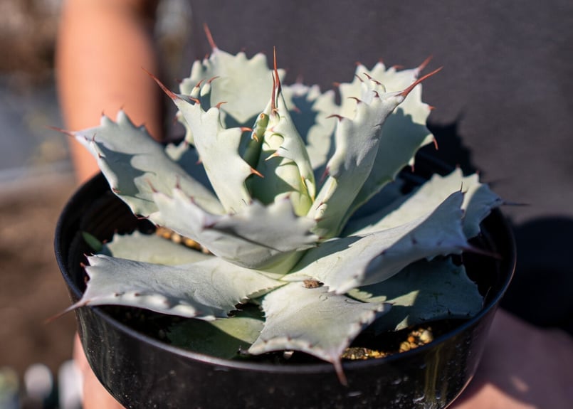 極上 アガベ イシスメンシス valiem バリエム 極上 アガベ イシスメンシス valiem バリエム