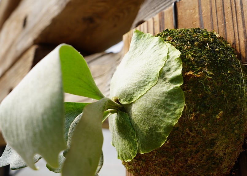 ビカクシダ ハスエー P. HAS-A (OC) | mana's farm:塊根植物・アガ