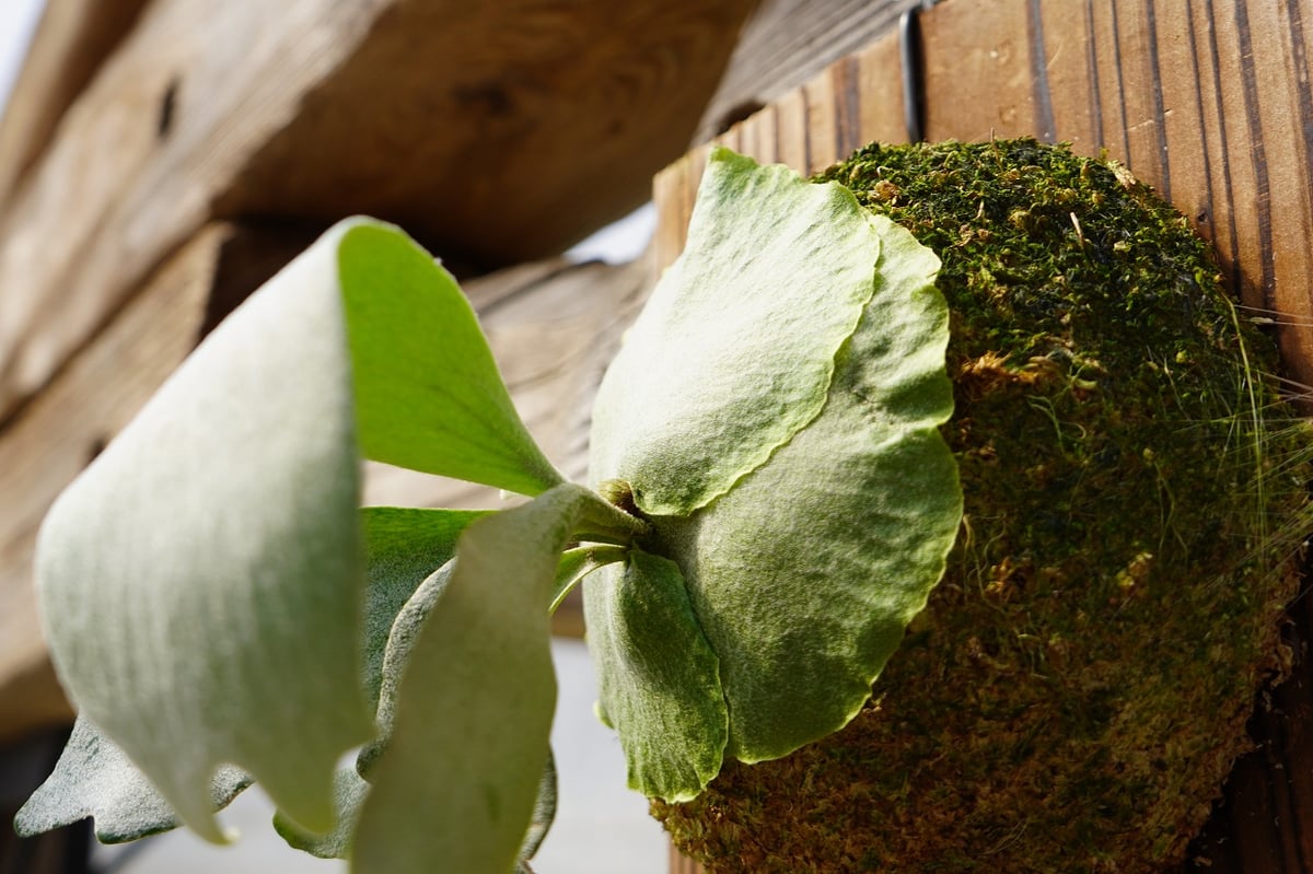 ビカクシダ ハスエー P. HAS-A (OC) | mana's farm:塊根植物・アガ