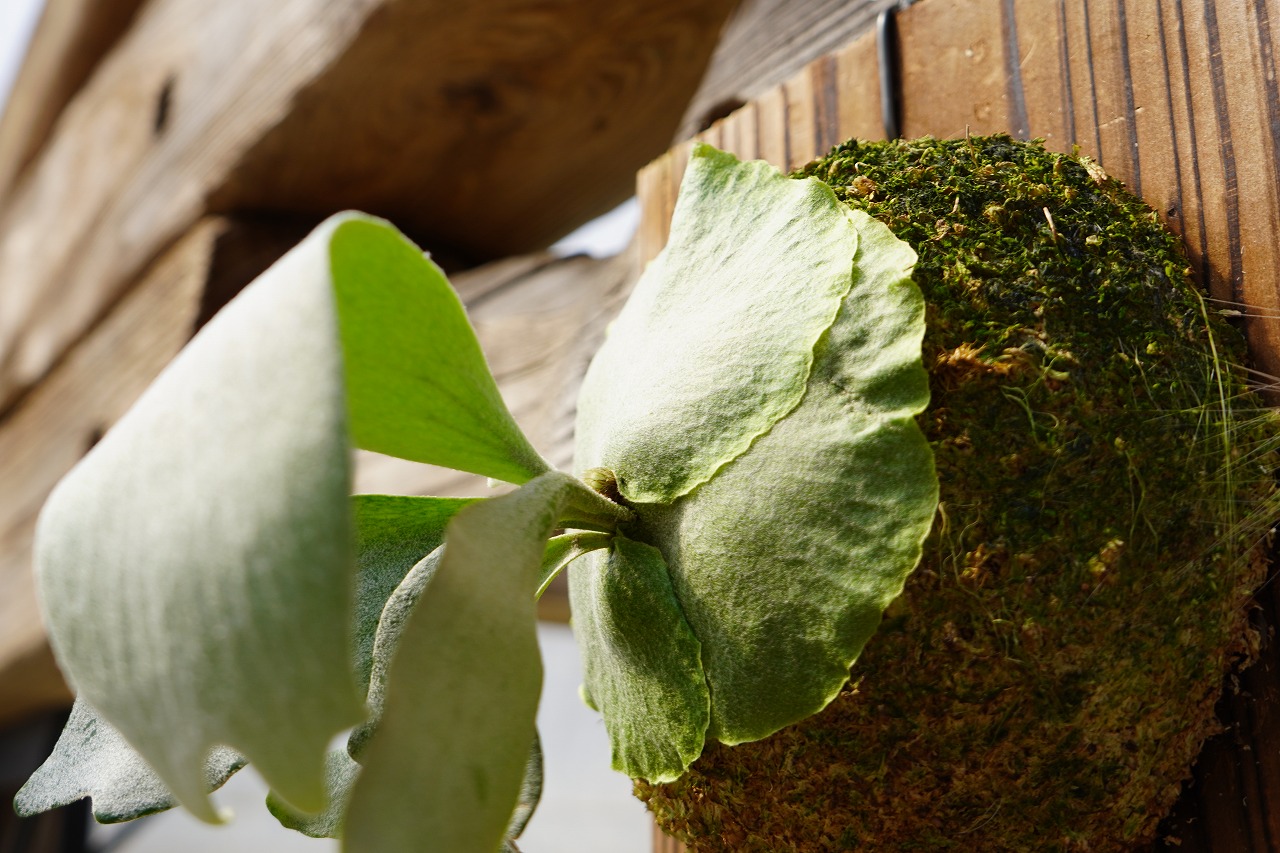 ビカクシダ ハスエー P. HAS-A (OC) | mana's farm:塊根植物・アガ