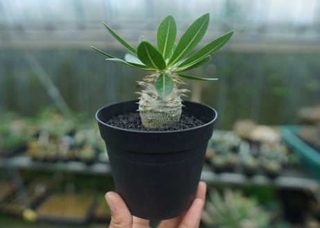 パキポディウム　恵比寿大黒　Pachypodium Densicaule　No.3