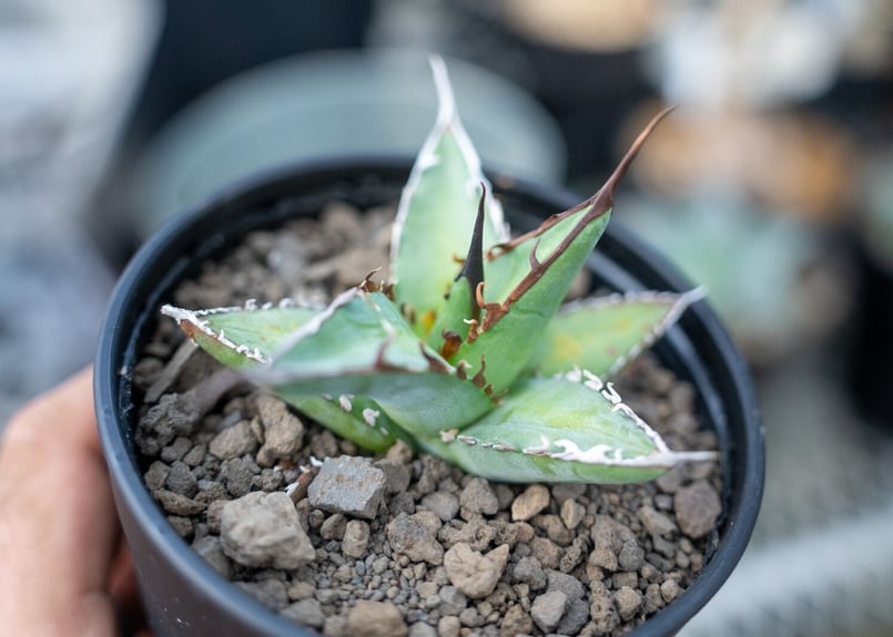 アガベ オテロイ agave oteroi No.1 | mana's farm:塊根植物・ア