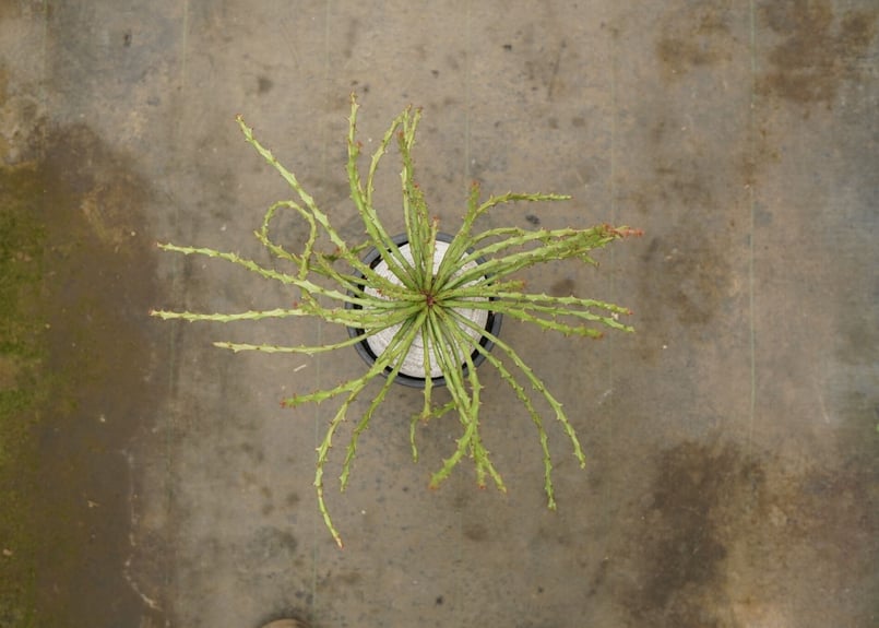 ② ハルハルさん専用 特大 ユーフォルビア デシドゥア ユーフォルビア_