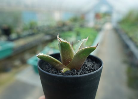 アガベ　チタノタ　FO-76　Agave titanota  FO-76　No.8