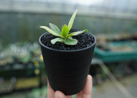パキポディウム　恵比寿笑い　Pachypodium brevicaule　No.7