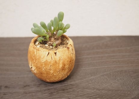 オトンナ クラビフォリア Othonna clavifolia no.3