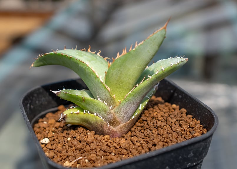 アガベ チタノタブルー 沖縄実生 | mana's farm:塊根植物